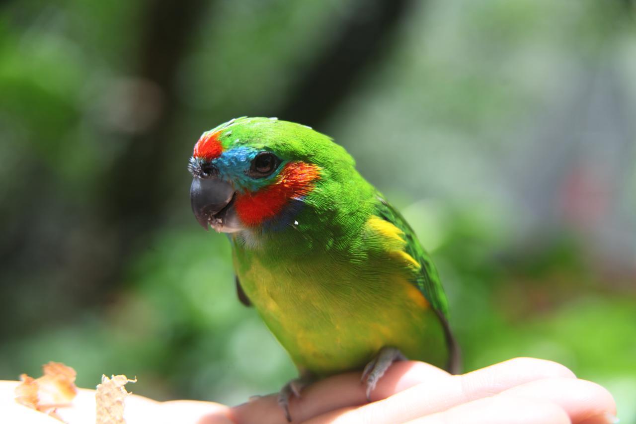 Kuranda Ngorongoro Lodge Exteriér fotografie