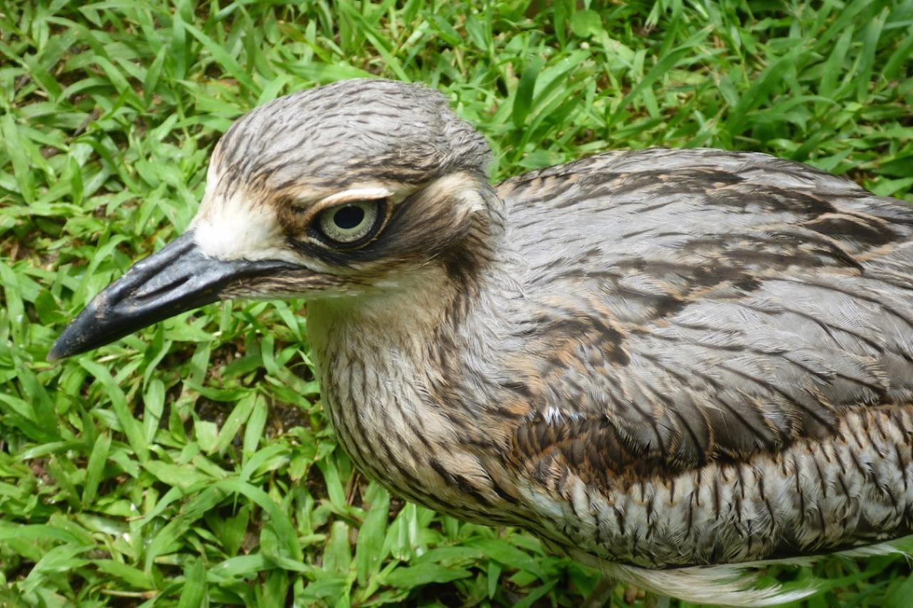 Kuranda Ngorongoro Lodge Exteriér fotografie