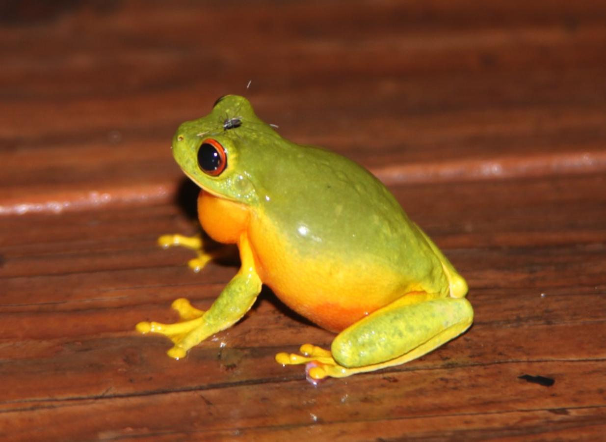 Kuranda Ngorongoro Lodge Exteriér fotografie